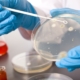 bacteria